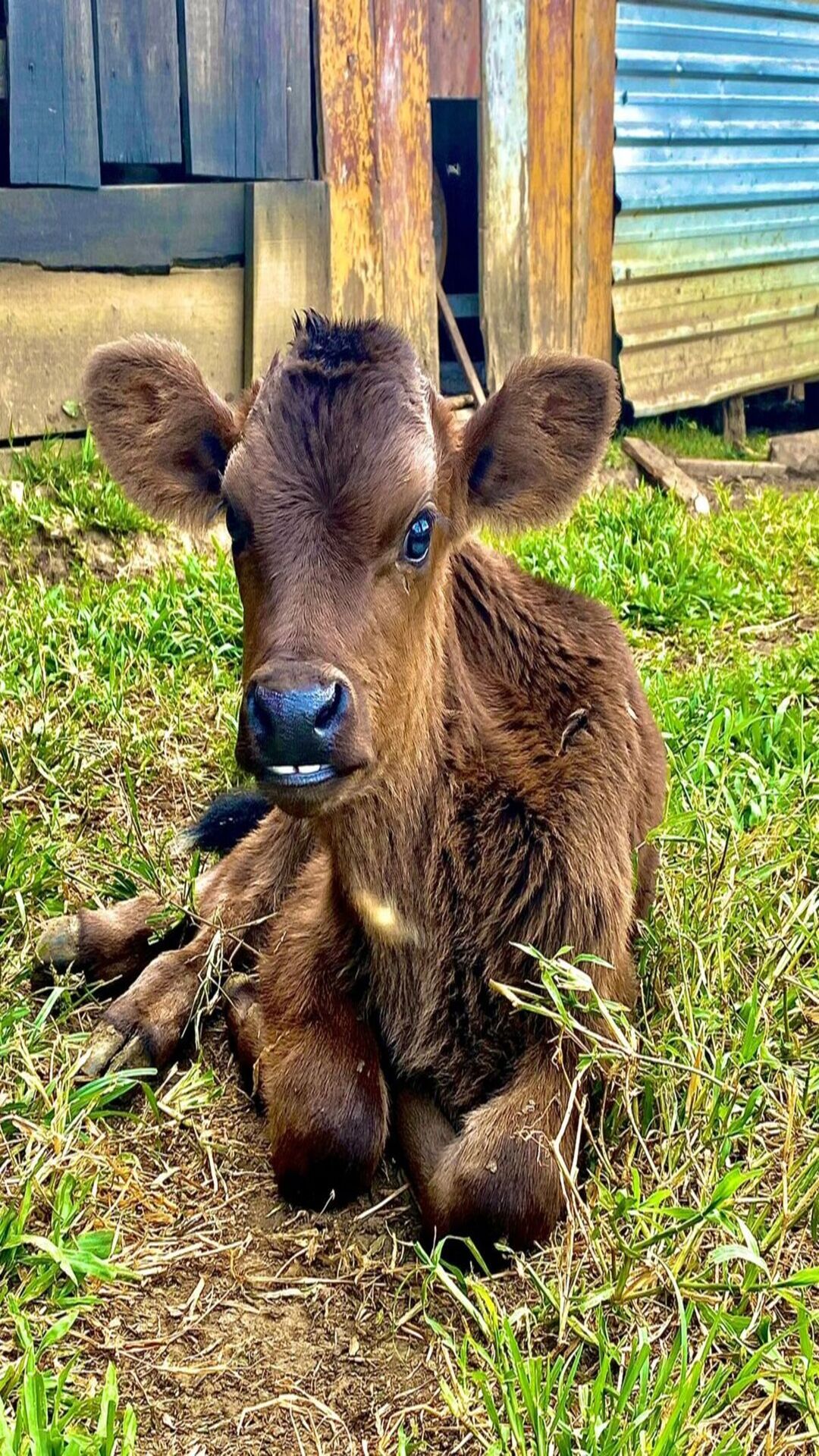 Leite, grama e alegria