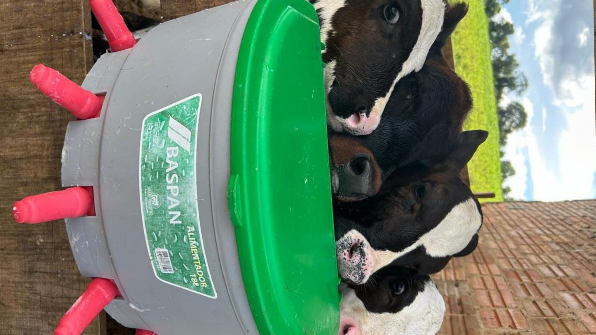 Criação de Bezerra