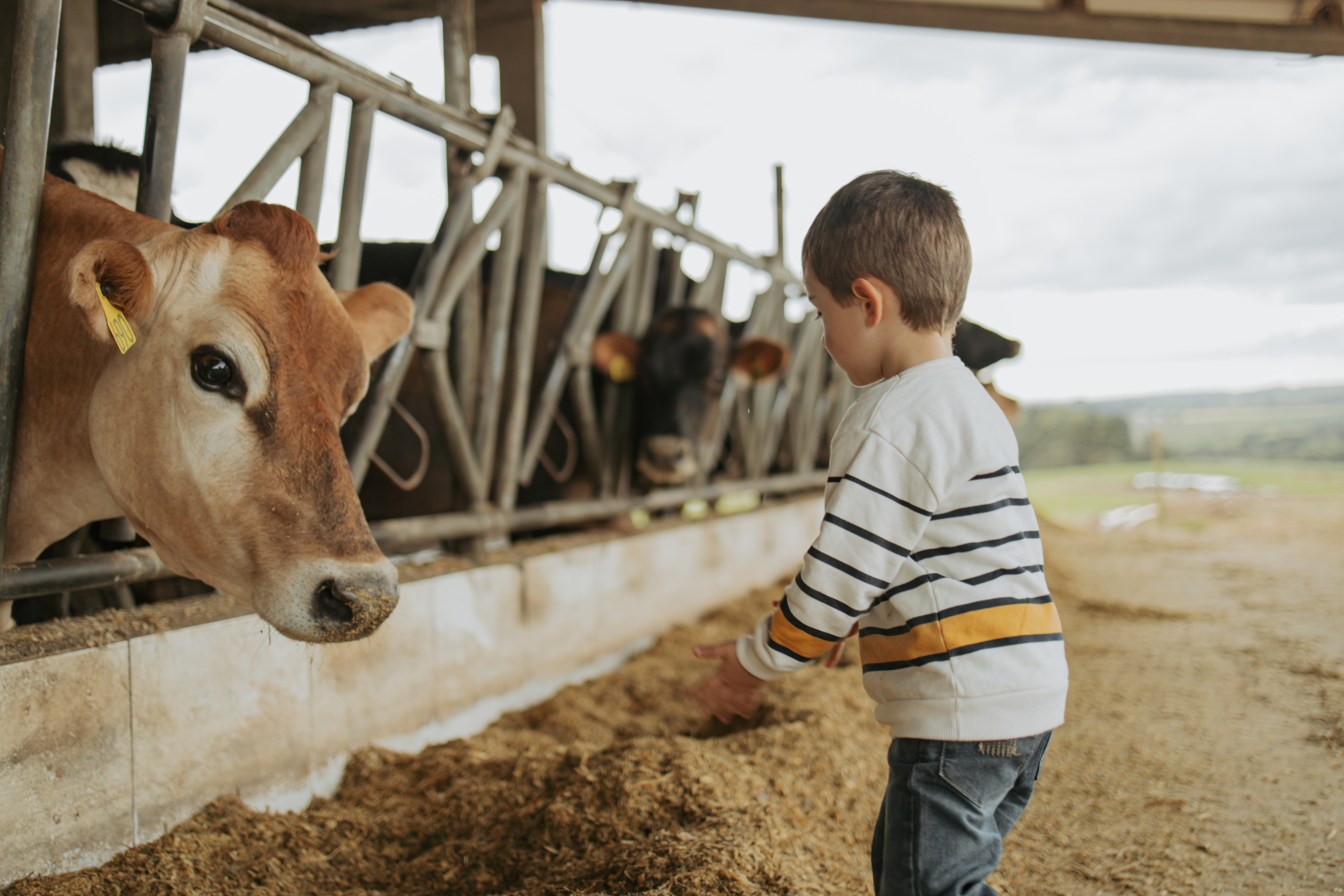 Primeiro contato com a lida no campo. 